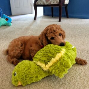 Poodle puppy with bright green turtle toy