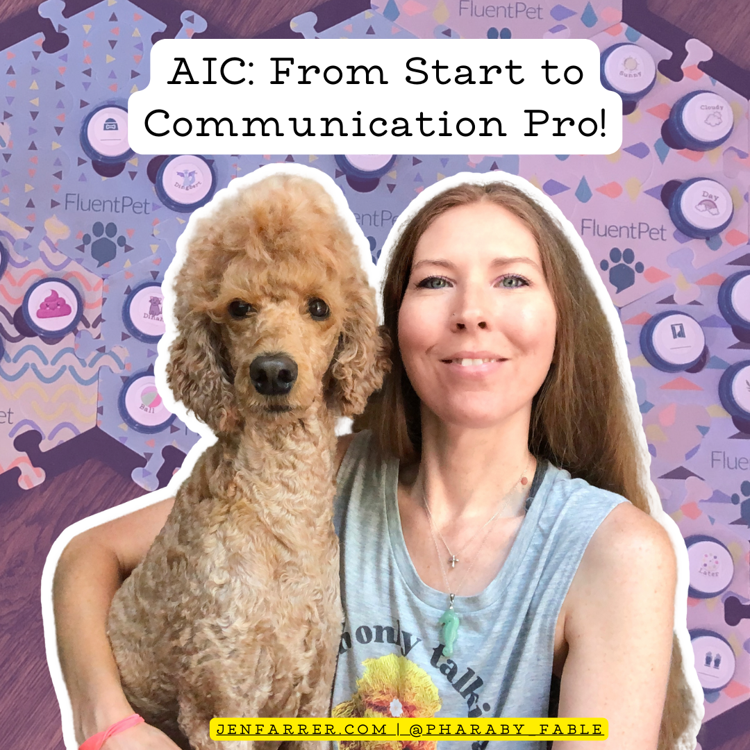 AIC buttons, Pharaby's journey, Communication progress, Learning to communicate, Button communication, April 2020, Start your own journey, AIC button insights, Dog communication, Heartwarming moments