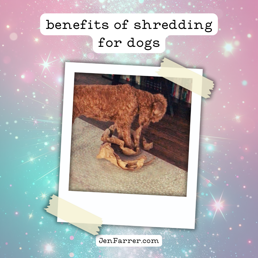 Discover the benefits of providing safe shredding outlets for your dog to promote mental stimulation and prevent destructive behaviors."